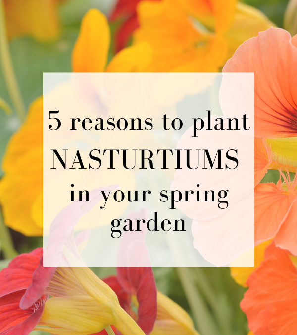 Nasturtiums in the garden