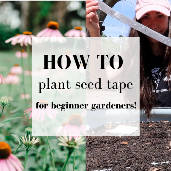 How To Plant Seed Tape for Beginner Gardeners – Burpee Gardening